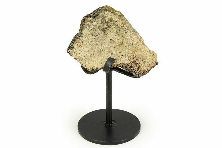 Fossil Triceratops Vertebra Section w/ Metal Stand - South Dakota #354348